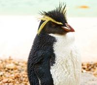 Erect Crested Penguin
